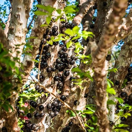 Sitio Araxa - 82 Anos De Historia - Suite Confortavel Em Meio A Floresta Paty do Alferes Dış mekan fotoğraf